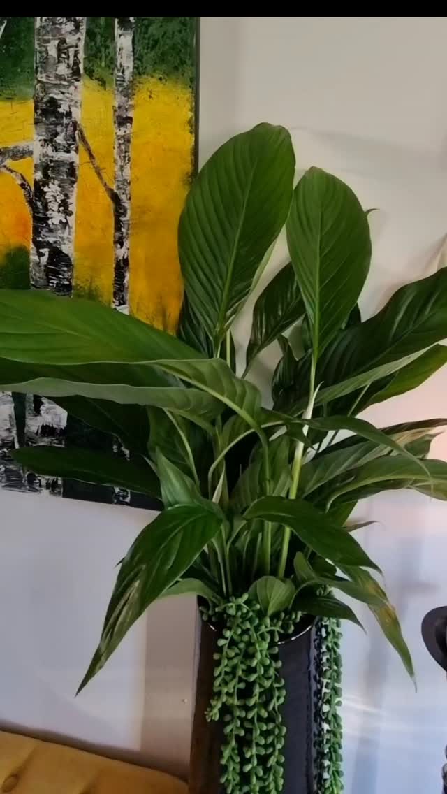 Älskar att ljuset är uppe tidigt och även jag...
Men alltid mysigt med levande ljus.
Ljusstakarna som var sne och "skabbiga" (Loppisfynd) som blev lite mera färg på är ständigt på.

#camillathelin 
#färgochform
#loppisfynd